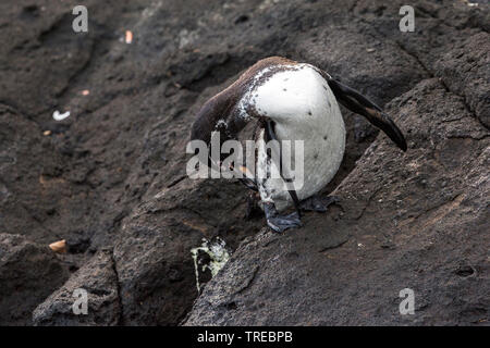 Îles Galápagos (Spheniscus mendiculus), toilettage, Équateur, Îles Galápagos Banque D'Images