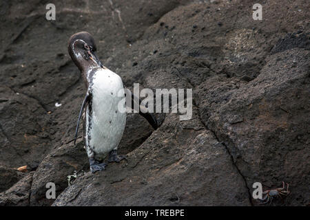 Îles Galápagos (Spheniscus mendiculus), toilettage, Équateur, Îles Galápagos Banque D'Images