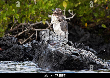 Îles Galápagos (Spheniscus mendiculus) immatures, de mue, d'Équateur, Îles Galápagos Banque D'Images