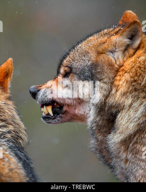 Le loup gris d'Europe (Canis lupus lupus), portrait, snarling, Finlande Banque D'Images
