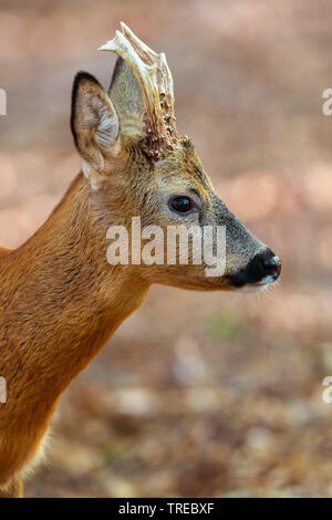 Le chevreuil (Capreolus capreolus), les jeunes re buck, portrait, ALLEMAGNE, Basse-Saxe Banque D'Images