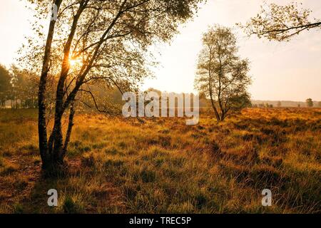 Nature Reserve Zwillbrocker Venn tôt le matin, l'Allemagne, en Rhénanie du Nord-Westphalie, région de Münster, Vreden Banque D'Images