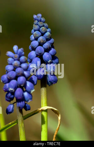 Petit muscaris, les muscaris (Muscari botryoides, Muscari botryoides heldreichii, Hyacinthus), Frise, Pays-Bas, en fleurs Banque D'Images