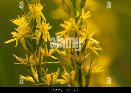 (Narthecium ossifragum Bog asphodel), inflorescense, Pays-Bas, Gueldre Banque D'Images