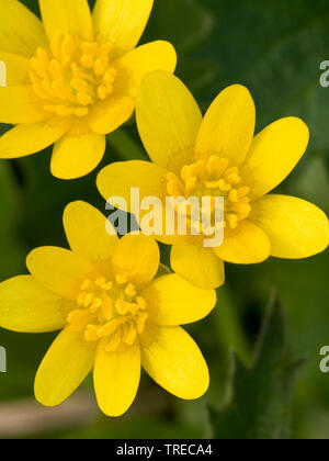 Lesser celandine, fig-root-tasse de beurre (Ranunculus ficaria, Ficaria verna), trois fleurs, Pays-Bas Banque D'Images