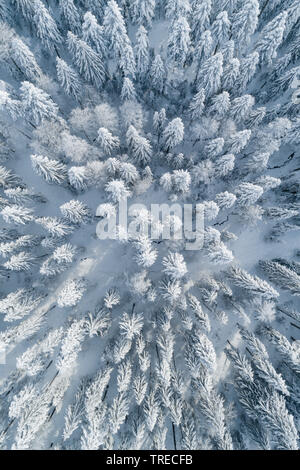 L'épinette de Norvège (Picea abies), vue aérienne d'une forêt d'hiver , Suisse Banque D'Images