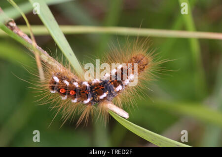 Brown-tail moth, Brun (Euproctis chrysorrhoea), portrait en pied, vue de dessus, Pays-Bas Banque D'Images