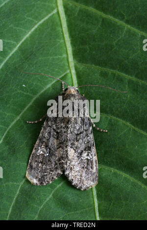 La teigne du chou (Mamestra brassicae), assis sur une feuille, vue de dessus, Pays-Bas Banque D'Images