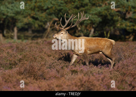 Red Deer (Cervus elaphus), stag debout dans le heath, side view, Pays-Bas, parc national De Hoge Veluwe Banque D'Images