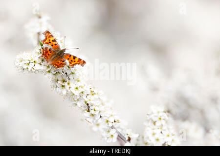 Virgule (Polygonia c-album, Virgule c-album, Nymphalis c-album), sur les arbres fruitiers en fleurs, Allemagne Banque D'Images