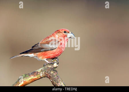 Bec-croisé des sapins (Loxia pytyopsittacus parrot), homme sur une branche de pin, Pays-Bas Banque D'Images