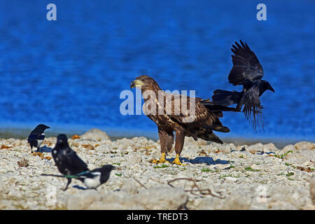 Pygargue à queue blanche (Haliaeetus albicilla), avec les corneilles et les pies, Allemagne Banque D'Images
