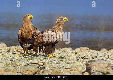 Pygargue à queue blanche (Haliaeetus albicilla), Couple at Lake Shore, Allemagne Banque D'Images
