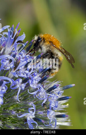Carder cardeur commun, d'abeilles abeille (Bombus pascuorum, Bombus agrorum Megabombus pascuorum, floralis), pollinisent un globe thistle, Echinops, Allemagne Banque D'Images