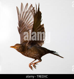 Blackbird (Turdus merula), femme en vol, peu de temps d'exposition, Allemagne Banque D'Images