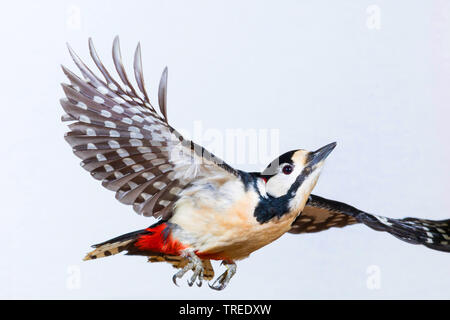 Great spotted woodpecker (Picoides major, Dendrocopos major), femme en vol, peu de temps d'exposition, Allemagne Banque D'Images