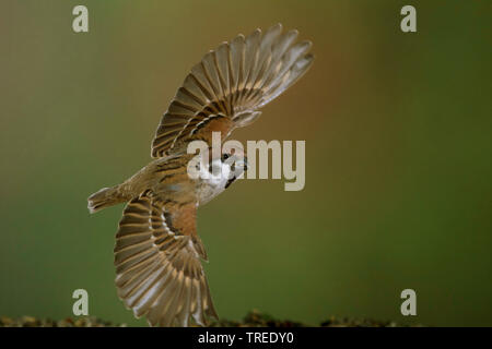 Canard souchet (passer montanus), femme en vol, peu de temps d'exposition, Allemagne Banque D'Images