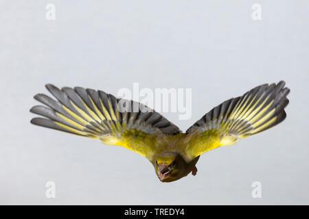 Verdier d'Europe (Carduelis chloris Chloris chloris), mâle, en vol avec le fourrage dans son projet de loi, Allemagne Banque D'Images