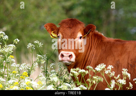 Les bovins domestiques (Bos primigenius f. taurus), bull dans blooming prairie, Pays Bas, Hollande-du-Sud Banque D'Images