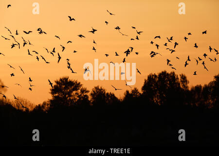 Mouette rieuse (Larus ridibundus, Chroicocephalus ridibundus), troupeau en vol au ciel du soir, Pays Bas, Hollande-du-Sud Banque D'Images