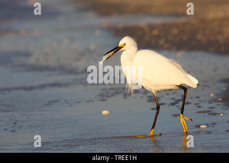 Aigrette neigeuse (Egretta thula), avec les proies dans le projet de loi, aux Etats-Unis, en Floride Banque D'Images