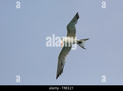 Sterne royale Thalasseus maximus, Sternea (maxima), en vol, Curacao Banque D'Images