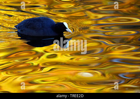 Black Foulque macroule (Fulica atra), dans l'eau à l'automne, Pays Bas, Hollande-du-Sud Banque D'Images