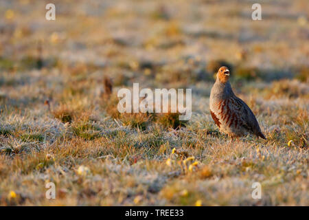 La perdrix grise (Perdix perdix), dans un pré avec la rosée du matin, appelant, Pays Bas, Hollande-du-Sud Banque D'Images