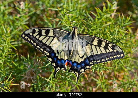 Ancien Monde, machaon machaon jaune commun (Papilio machaon), assis à un euphorbia, vue de dessus, Allemagne Banque D'Images