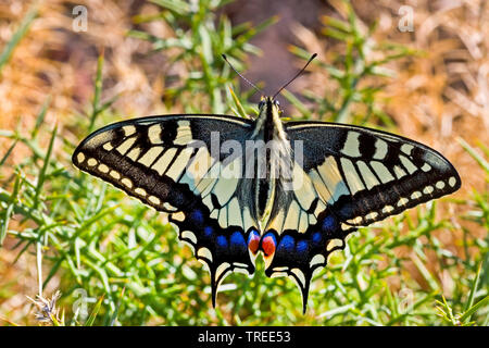 Ancien Monde, machaon machaon jaune commun (Papilio machaon), assis à un euphorbia, vue de dessus, Allemagne Banque D'Images