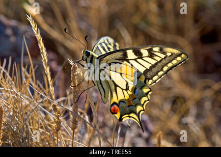 Ancien Monde, machaon machaon jaune commun (Papilio machaon), assis à un grain de l'oreille moyenne, vue latérale, Allemagne Banque D'Images