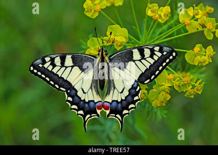 Ancien Monde, machaon machaon jaune commun (Papilio machaon), assis à un euphorbia, vue de dessus, Allemagne Banque D'Images