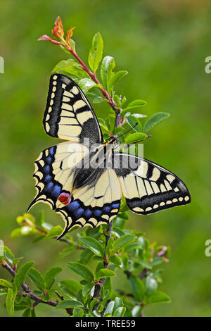 Ancien Monde, machaon machaon jaune commun (Papilio machaon), assis à un arbuste, vue de dessus, Allemagne Banque D'Images