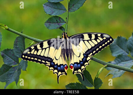 Ancien Monde, machaon machaon jaune commun (Papilio machaon), assis à une brindille, vue de dessus, Allemagne Banque D'Images