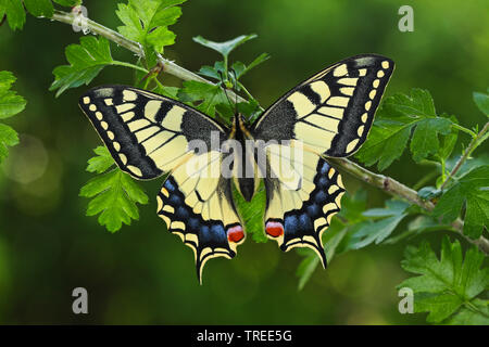 Ancien Monde, machaon machaon jaune commun (Papilio machaon), assis à un arbuste, vue de dessus, Allemagne Banque D'Images