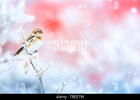 Bruant des neiges (Plectrophenax nivalis), assis sur une branche à neige, Groenland Banque D'Images