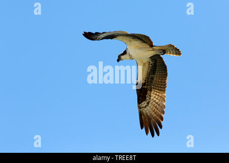 Osprey, le poisson hawk (Pandion haliaetus carolinensis), dans la lutte, USA, Floride Banque D'Images