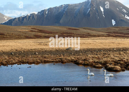 Cygne chanteur (Cygnus cygnus), deux cygnes chanteurs sur un lac, à l'Islande Banque D'Images