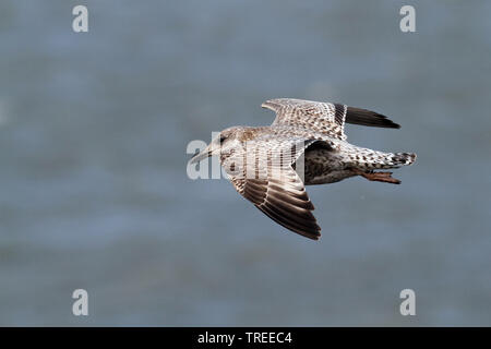 Goéland argenté (Larus argentatus), juvénile survolant la mer, Pays Bas, Hollande-du-Sud Banque D'Images