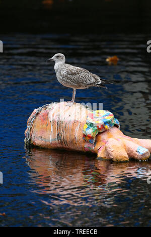 Goéland argenté (Larus argentatus), jeune oiseau en plumage immature se percher sur une piscine d'art, vue latérale, Pays-Bas, Rotterdam, Hollande du Sud Banque D'Images