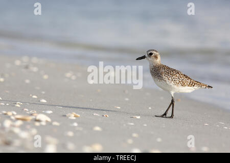 Grey plover (Pluvialis squatarola), sur la plage, USA, Floride Banque D'Images