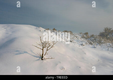 Dunes de Berkheide près de Katwijk couvert par la neige, Pays-Bas Banque D'Images