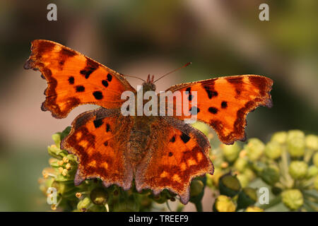 Virgule (Polygonia c-album, Virgule c-album, Nymphalis c-album), homme, vue de dessus, Pays-Bas Banque D'Images