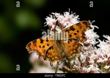 Virgule (Polygonia c-album, Virgule c-album, Nymphalis c-album), sur l'eupatoire perfoliée, vue de dessus, Pays-Bas Banque D'Images