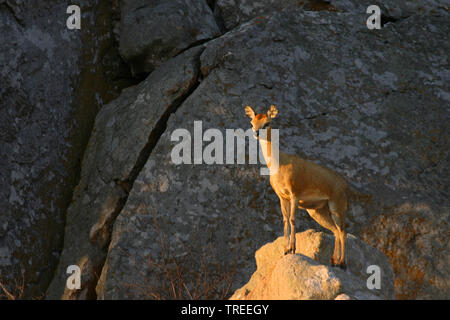 Klipspringer (Oreotragus oreotragus), femme se dresse sur outlook, Afrique du Sud Banque D'Images