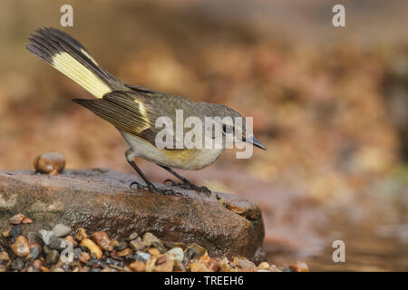 La paruline flamboyante (Setophaga ruticilla), femelle sur une pierre, USA, Colorado Banque D'Images