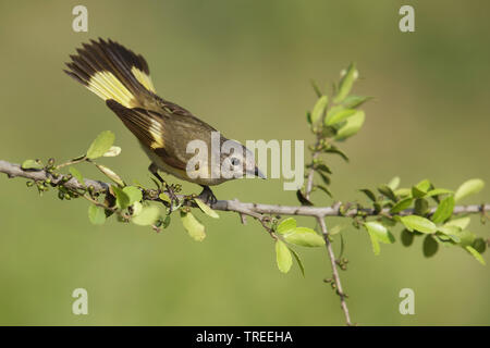 La paruline flamboyante (Setophaga ruticilla), femelle sur une branche Banque D'Images