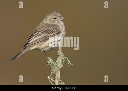 Roselin familier (Carpodacus mexicanus), femelle sur une branche, USA, Nouveau Mexique Banque D'Images