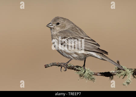 Roselin familier (Carpodacus mexicanus), femelle sur une branche, USA, Nouveau Mexique Banque D'Images