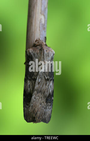 En forme de navette (Agrotis puta puta Dart), est assis sur une branche, Pays-Bas Banque D'Images